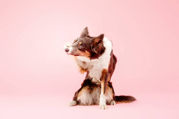 Shamed Border Collie dog posing on pink background