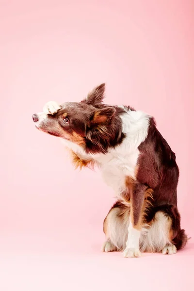 Vergonzoso Perro Border Collie Posando Sobre Fondo Rosa —  Fotos de Stock