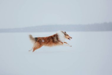 Kışın Rough Collie köpek