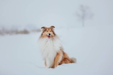 Kışın Rough Collie köpek