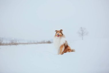 Kışın Rough Collie köpek