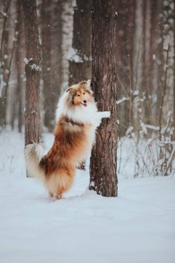 Kışın Rough Collie köpek