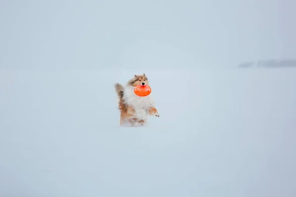 Груба Собака Коллі Взимку — стокове фото