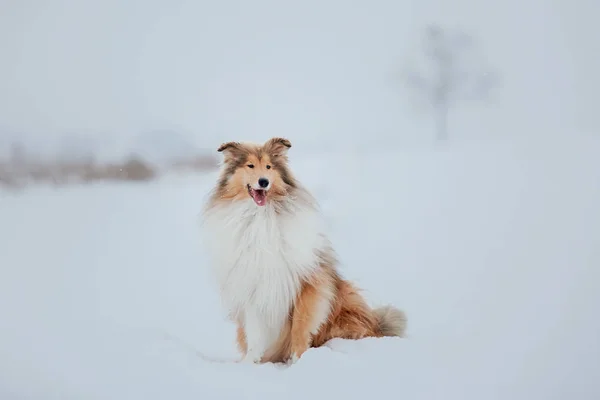 Drsný Collieský Pes Zimě — Stock fotografie