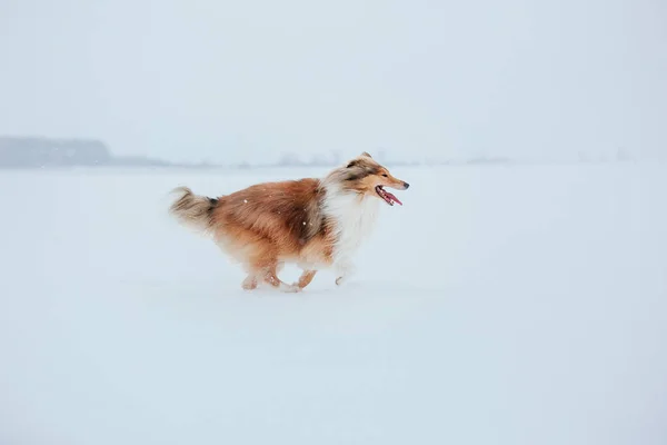 Hond Van Rough Collie Winter — Stockfoto