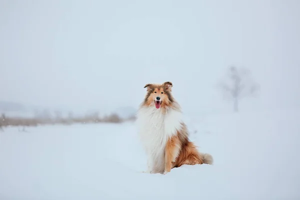 Drsný Collieský Pes Zimě — Stock fotografie