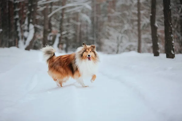 Pies Szorstki Collie Zimą — Zdjęcie stockowe