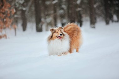 Kışın Rough Collie köpek