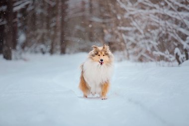 Kışın Rough Collie köpek