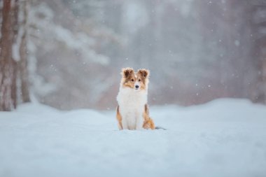 Shetland Çoban Köpeği Kışın