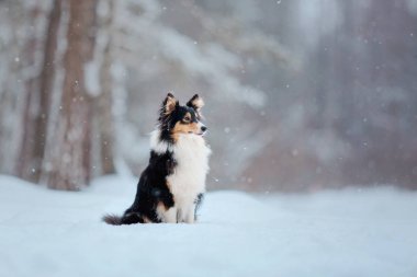 Shetland Çoban Köpeği Kışın