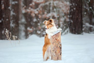 Shetland Çoban Köpeği Kışın