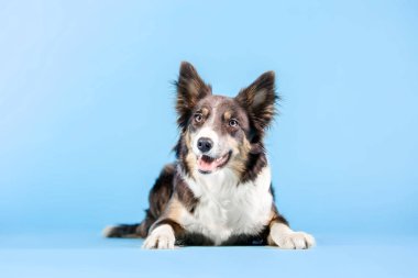 Mavi arka plan üzerinde fotoğraf stüdyosunda Border Collie köpek