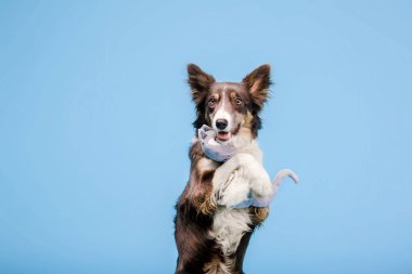 Mavi arka plan üzerinde fotoğraf stüdyosunda Border Collie köpek