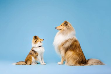 Mavi arka plan üzerinde Sevimli Rough Collie köpek ve Shetland Çoban köpeği
