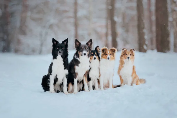 Собаки Снегу Зимний Сезон — стоковое фото