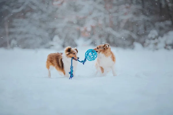 Σκύλος Του Σέτλαντ Χειμώνα — Φωτογραφία Αρχείου