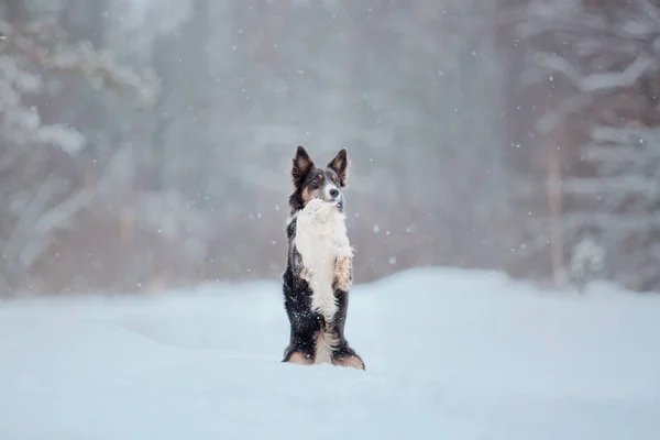 Συνοριακό Σκυλί Collie Στο Χιόνι — Φωτογραφία Αρχείου