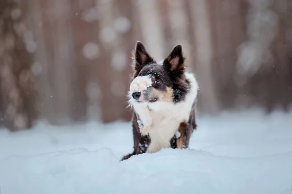 Пограничная Колли Собака Снегу — стоковое фото