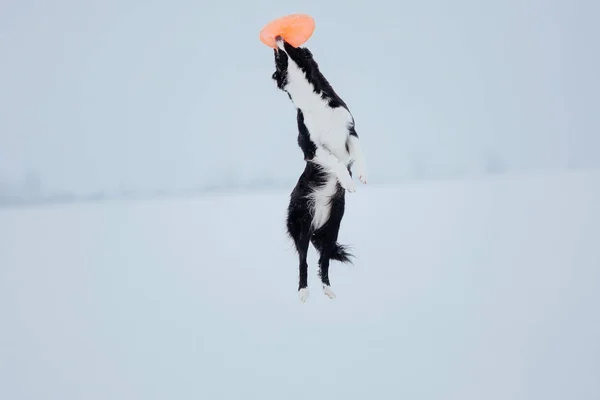 Sınır Çoban Köpeği Karda — Stok fotoğraf