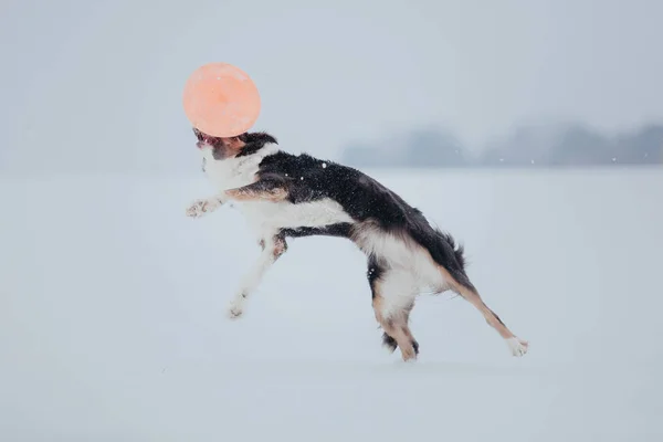 Confine Cane Collie Nella Neve — Foto Stock