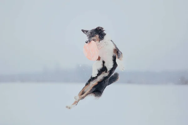 Συνοριακό Σκυλί Collie Στο Χιόνι — Φωτογραφία Αρχείου