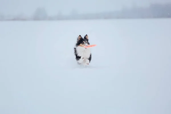 Gräns Collie Hund Snö — Stockfoto