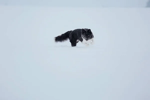 雪の中のボーダーコリー犬 — ストック写真