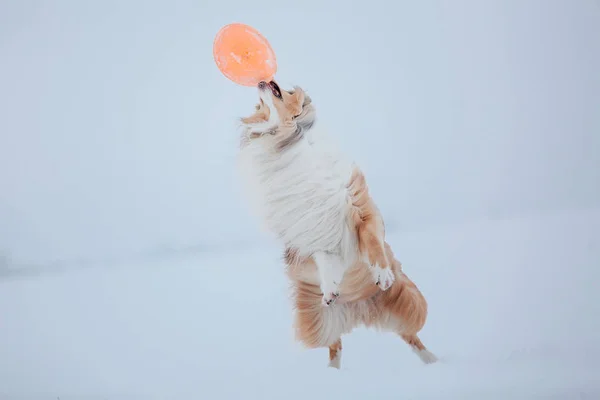 Kışın Rough Collie Köpek — Stok fotoğraf