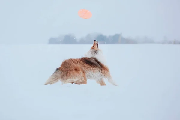 Den Grova Collie Hunden Vintern — Stockfoto