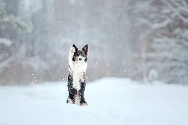 Border Collie Hund Schnee — Stockfoto