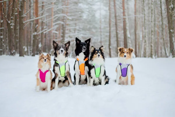 Cães Neve Temporada Inverno — Fotografia de Stock