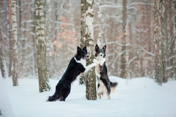 Dos Perros Border Collie Bosque Invierno Fondo Nieve — Foto de Stock