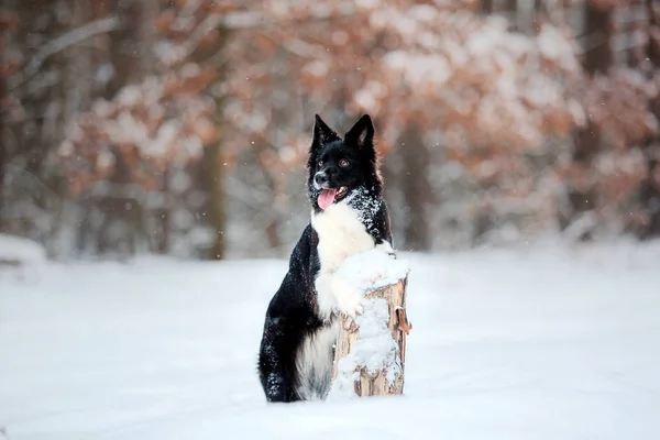 Ohraničení Kolie Pes Sněhu — Stock fotografie
