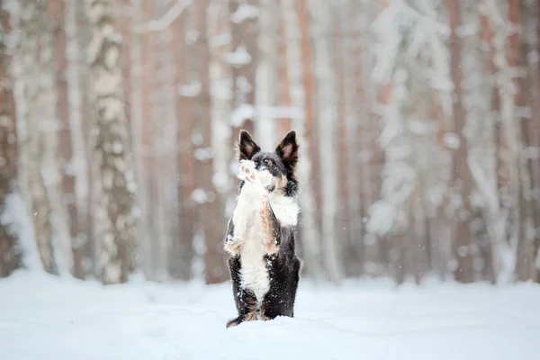 Пограничная Колли Собака Снегу — стоковое фото