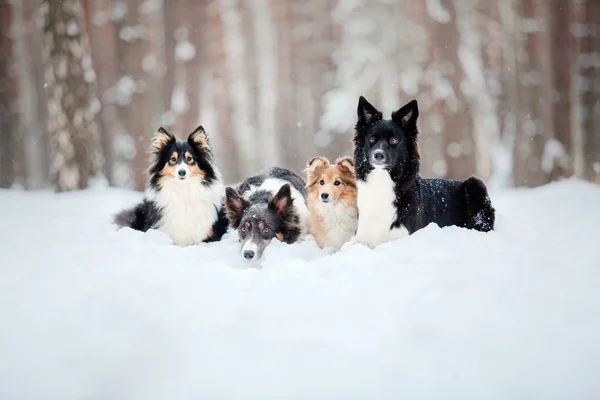 Chiens Dans Neige Saison Hiver — Photo