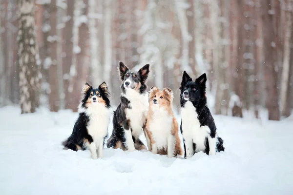 Chiens Dans Neige Saison Hiver — Photo