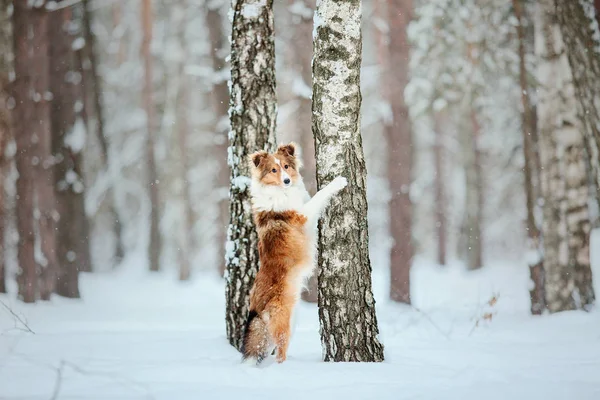 冬のシェットランド シープドッグの子犬 — ストック写真