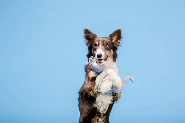 Border Collie Perro Estudio Fotos Fondo Azul — Foto de Stock