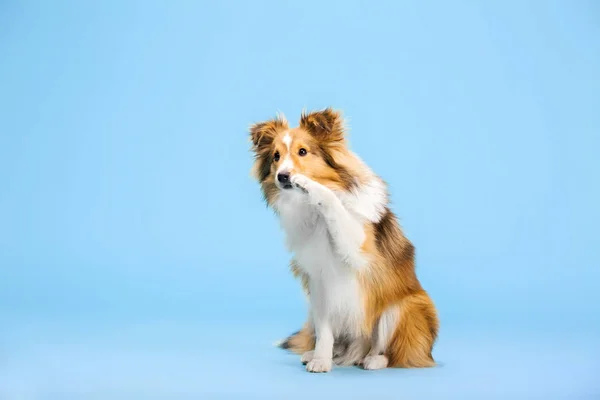 Shetland Cane Pastore Nello Studio Fotografico Sullo Sfondo Blu — Foto Stock