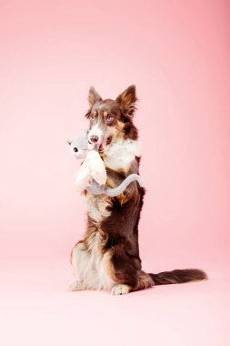 Pembe arka plan üzerinde fotoğraf stüdyosunda Border Collie köpek