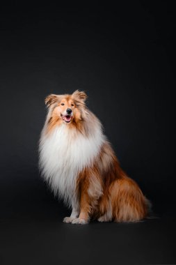Siyah arka plan üzerinde Kaba Collie köpek