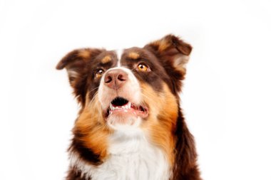 Avustralya Çoban köpeği beyaz arka plan üzerinde izole