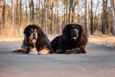 Parkta Tibet mastiff köpek
