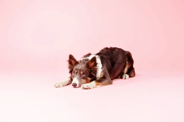Border Collie Hond Fotostudio Roze Achtergrond — Stockfoto