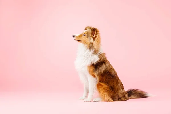 Câine Sheepdog Shetland Studioul Foto Fundal Roz — Fotografie, imagine de stoc