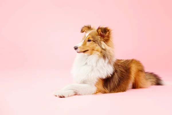 Σκυλί Σέτλαντ Σκύλου Στο Φωτογραφικό Στούντιο Ροζ Φόντο — Φωτογραφία Αρχείου