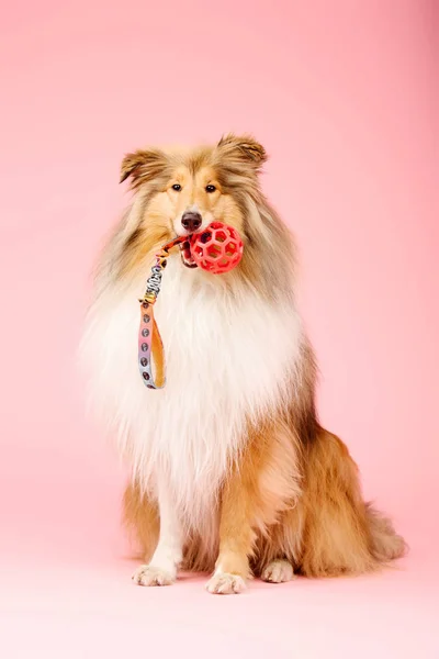 Mignon Chien Rugueux Collie Sur Fond Rose — Photo