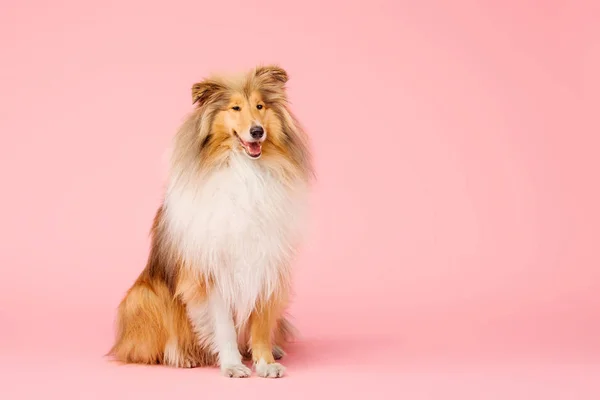 Schattige Ruwe Collie Hond Roze Achtergrond — Stockfoto