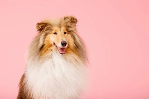 Χαριτωμένο Σκληρό Σκυλί Κόλεϋ Ροζ Φόντο — Φωτογραφία Αρχείου